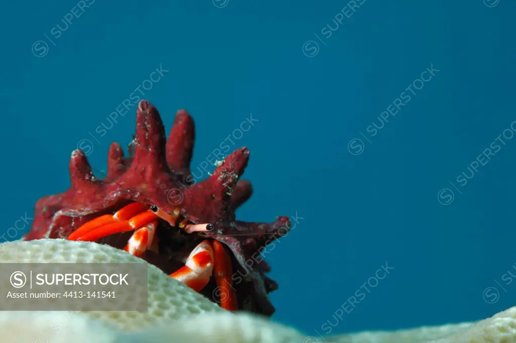 Hermit crab on coral in Tahiti