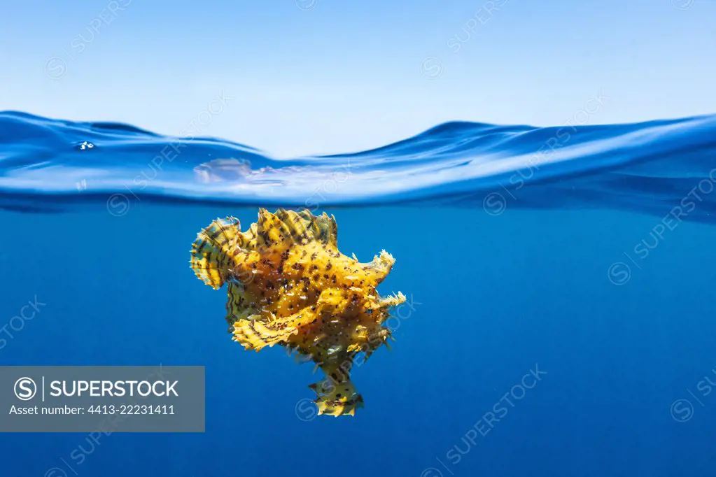 Sargassumfish (Histrio histrio) under the surface, Nosy Be, Madagascar