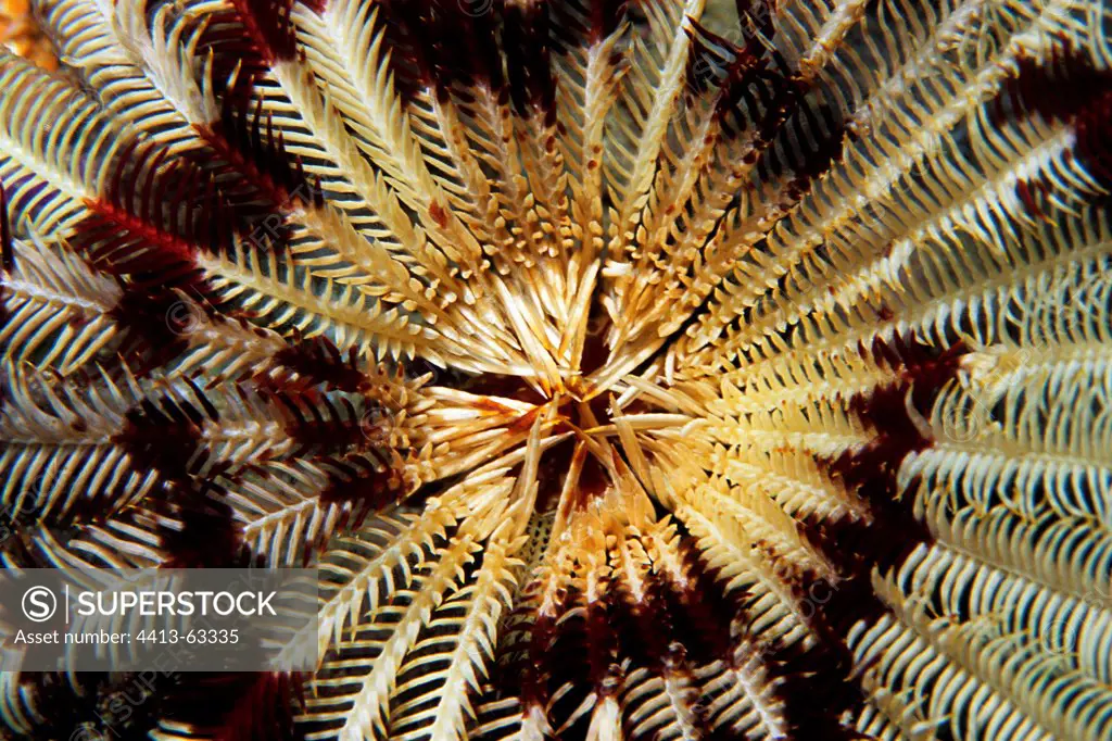 Underside of a Feather Star Crinoid in Maldives
