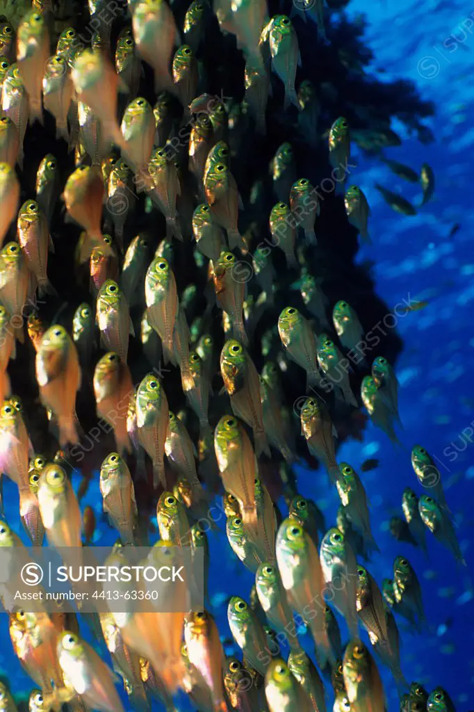 School of Sweepers swimming in open water Red Sea