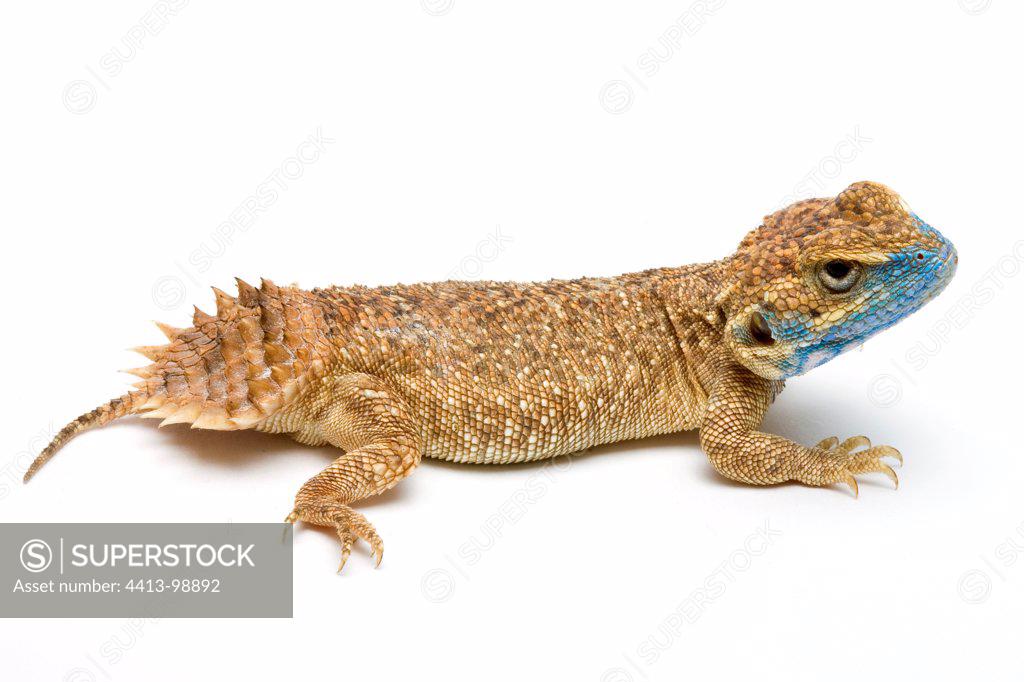 Dwarf Shield Tailed Agama from Ethiopia in studio - SuperStock