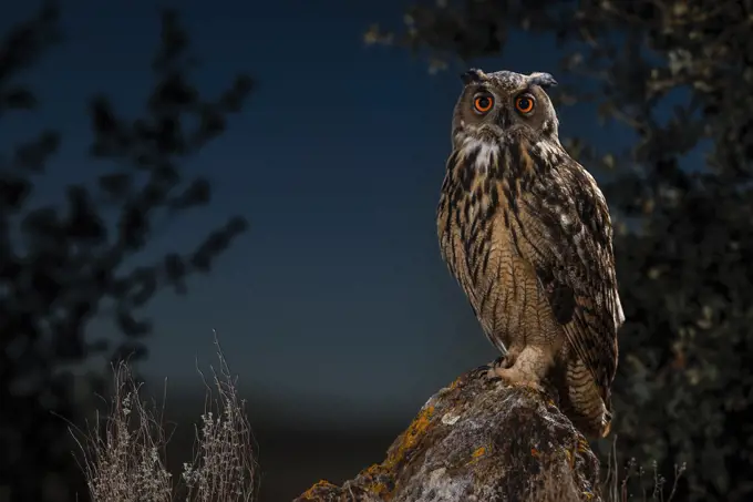 Eurasian eagle-owl (Bubo bubo) on rock at night, Salamanca, Castilla y Leon, Spain