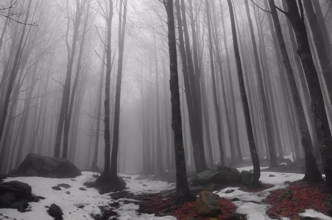 Beech trees forest in the fog, Corniglio Parma, Emilia Romagna, Italy