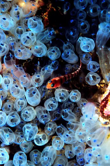 Blue-eyed Triplefin swimming among blue Sea Squirts