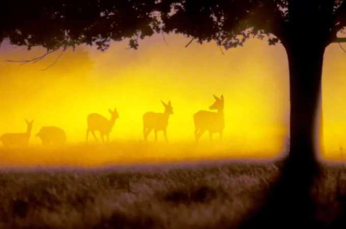 Herd of hinds at sunrise Great Britain