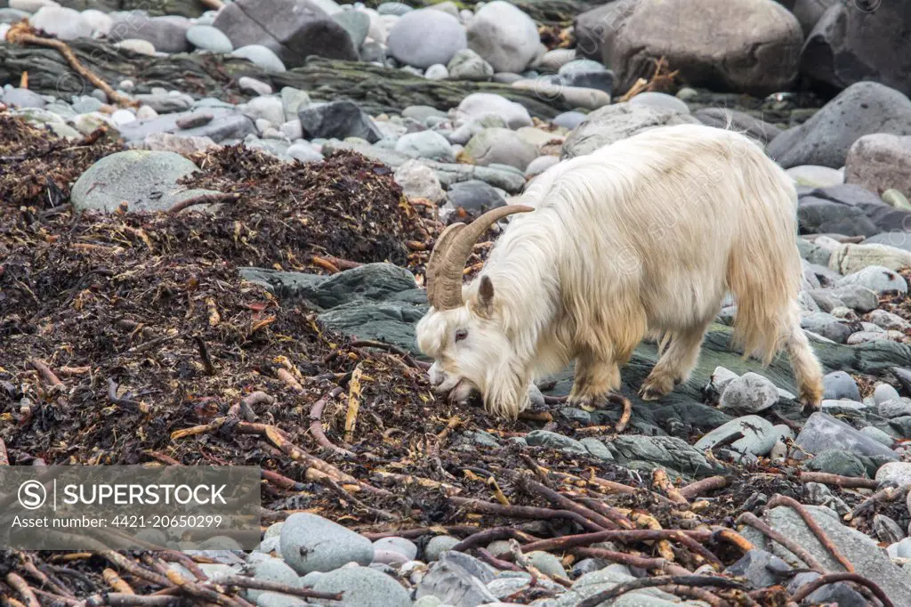 Feral white goat feeding on sea weed on stone beach Isle of Jura, Scotland.  Legend has it that they are descended from animals bought to the island by  the vikings. - SuperStock