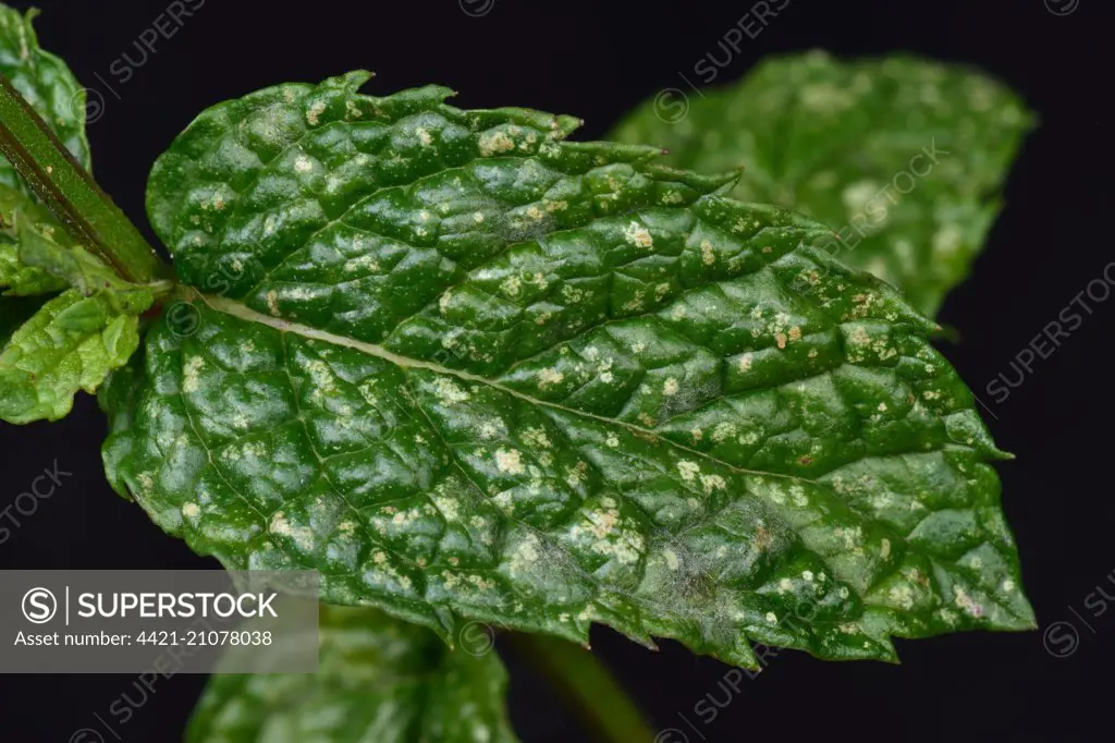 Photomicrograph of damage caused by Sage Leafhopper, Eupteryx melissae, to leaves of spearmint, Berkshire, England, August