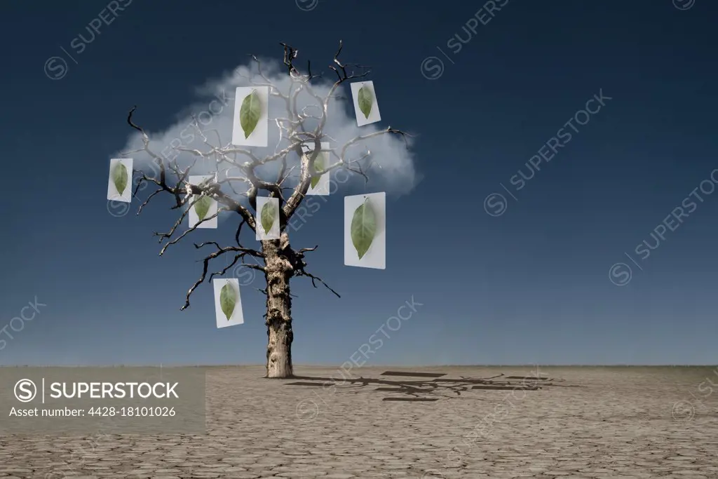 Pictures of leaves hanging from dead tree in desert