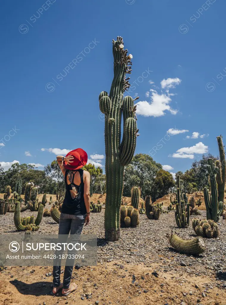 Woman looking up at tall cactus in desert, Australia