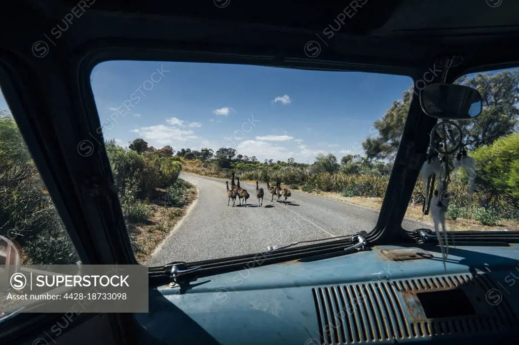 Van stopped for emus crossing sunny road, Australia