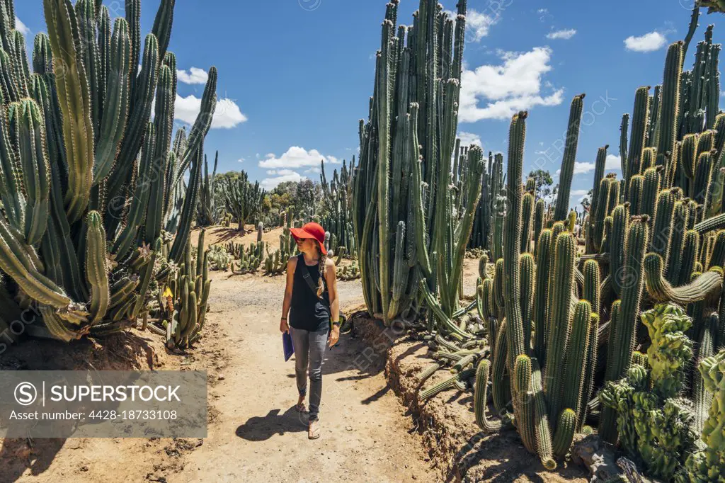 Woman walking among cacti in sunny desert, Australia