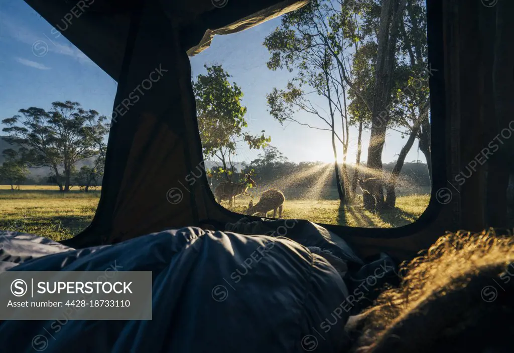 Man inside tent watching kangaroo at sunrise, Australia