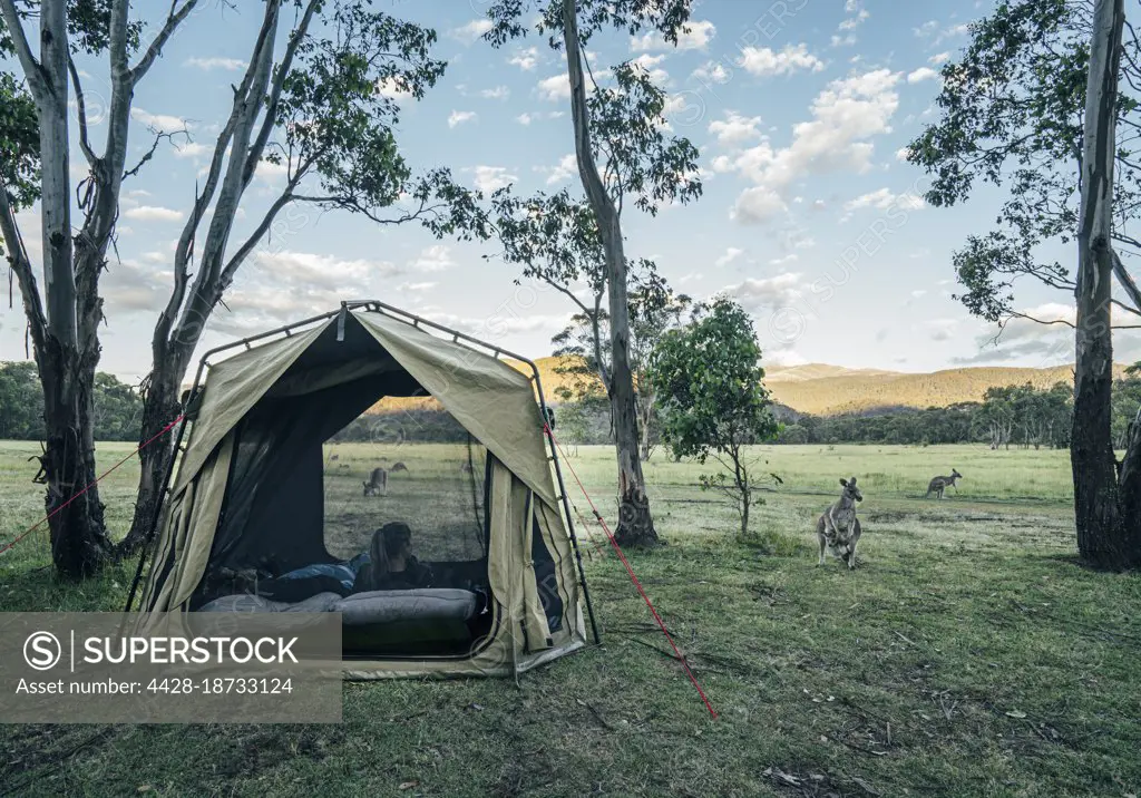 Kangaroo outside tent in remote Australian bush
