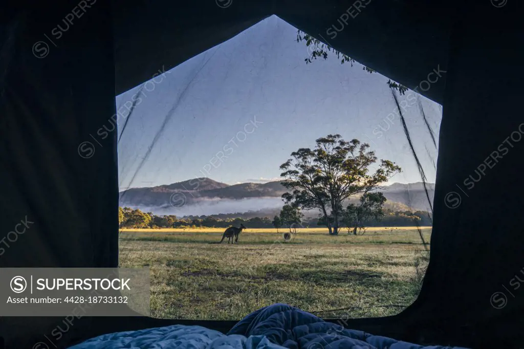 View of kangaroo and scenic landscape from inside tent, Australia