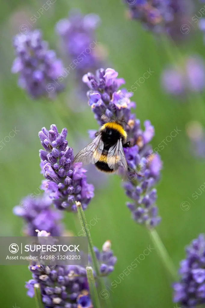 Bumblebee pollinating purple lavender flowers