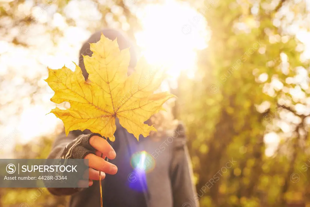 Boy holding autumn leaf outdoors,belmonthouse, UK
