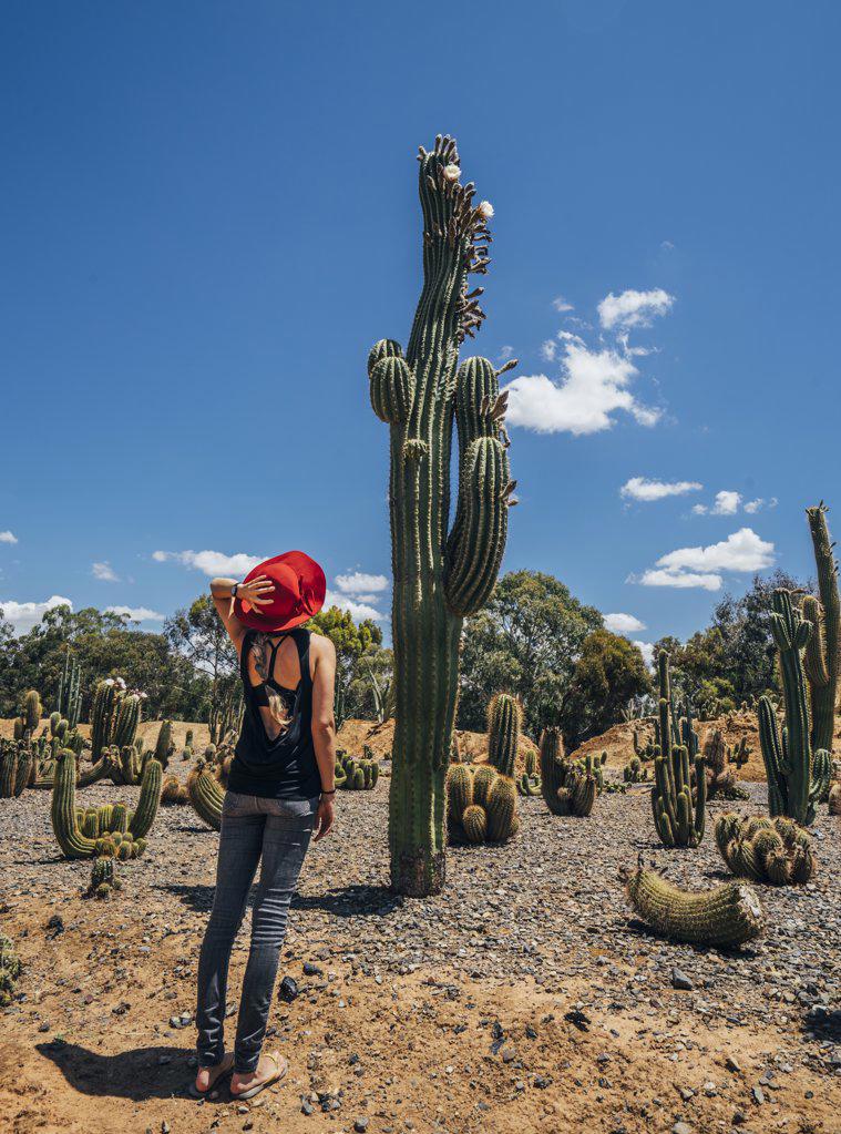 Woman looking up at tall cactus in desert, Australia