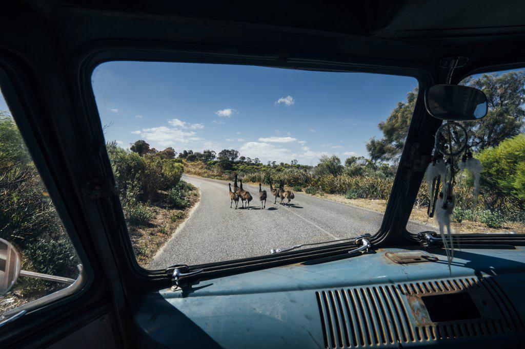 Van stopped for emus crossing sunny road, Australia
