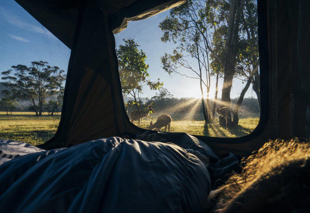 Man inside tent watching kangaroo at sunrise, Australia