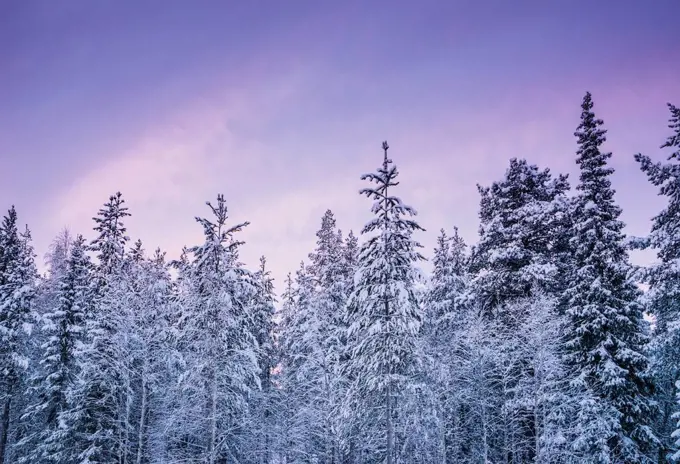 Tall, snow covered forest trees against purple winter sky, Lapland, Finland