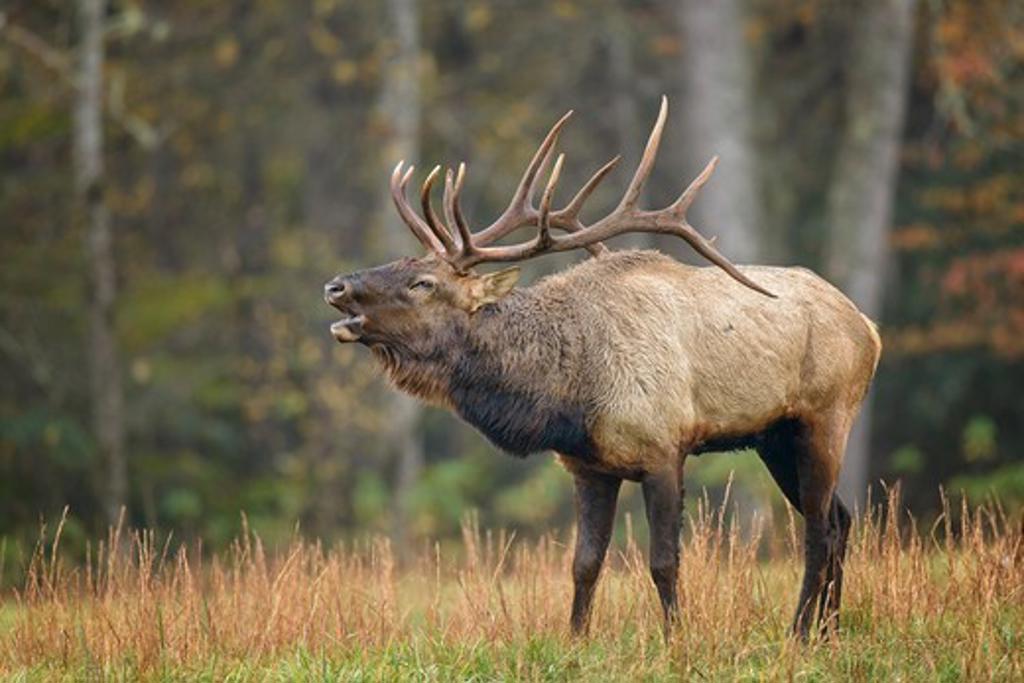 USA, North Carolina, Transylvania County, Dupont State Forest, Portrait of Elk (Cervus canadensis) calling during matting season in Smoky Mountains