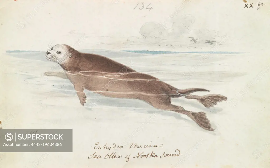 The Sea Otter, Charles Hamilton Smith, 1776–1859, Belgian, ca ...