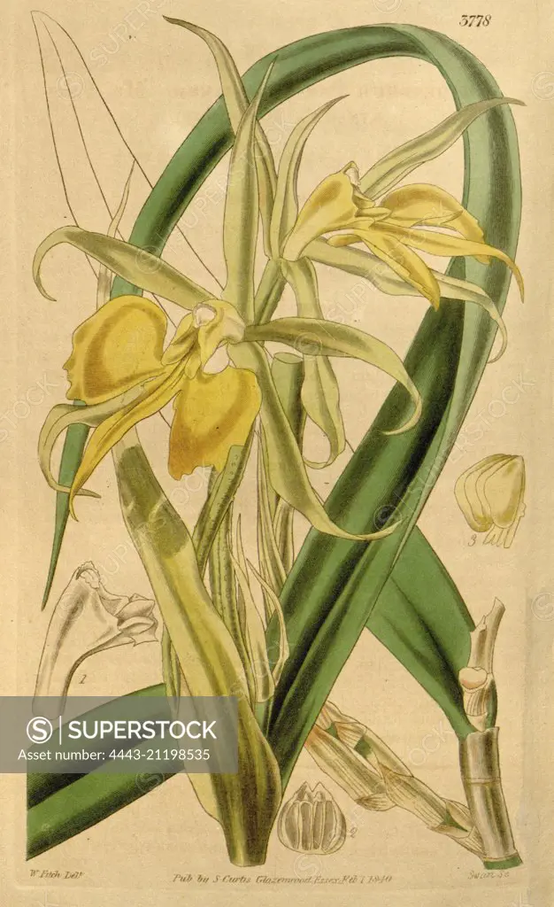 Botanical Print by Walter Hood Fitch 1817 – 1892, W.H. Fitch was an botanical illustrator and artist, born in Glasgow, Scotland, UK, colour lithograph. From the Liszt Masterpieces of Botanical Illustration Collection.