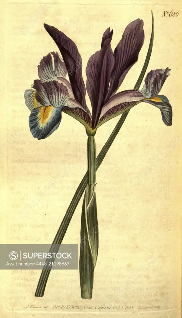 Botanical print by Sydenham Teast Edwards 1768 – 1819, Sydenham Edwards was a natural history illustrator, British, UK, colour lithograph, botanical artist. From the Liszt Masterpieces of Botanical Illustration Collection.