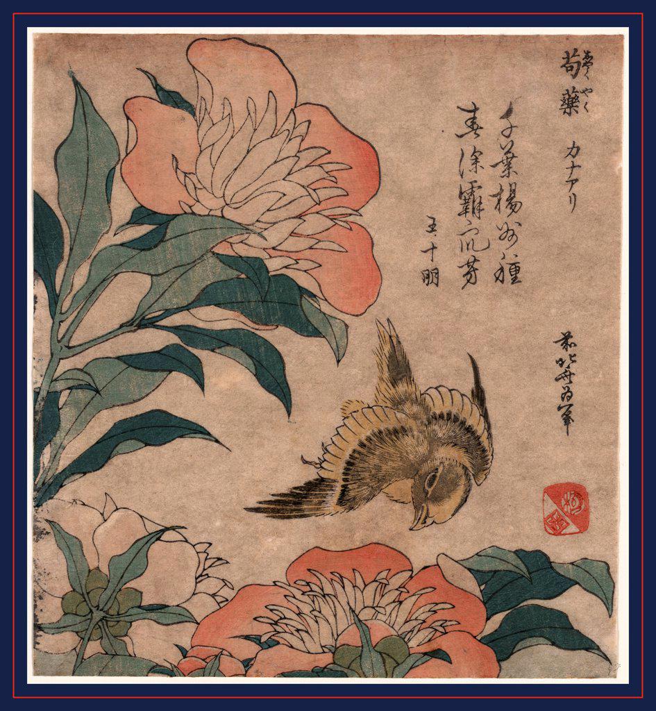 Shakuyaku kana ari, Peony and canary., Katsushika, Hokusai, 1760-1849, artist, [1833 or 1834], 1 print : woodcut, color ; 19.2 x 17.4 cm.