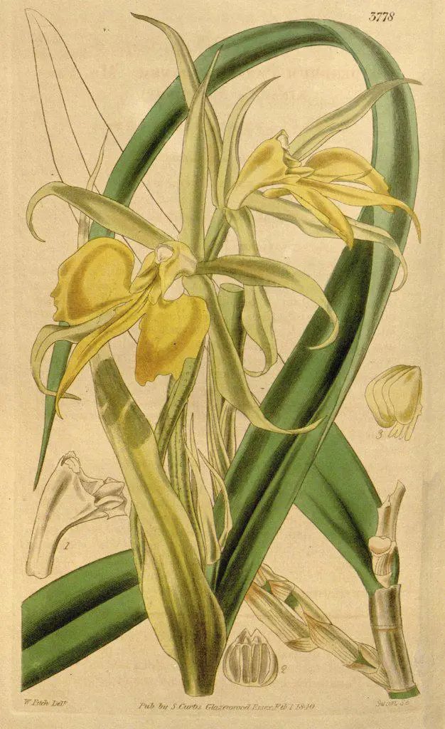 Botanical Print by Walter Hood Fitch 1817 – 1892, W.H. Fitch was an botanical illustrator and artist, born in Glasgow, Scotland, UK, colour lithograph. From the Liszt Masterpieces of Botanical Illustration Collection.