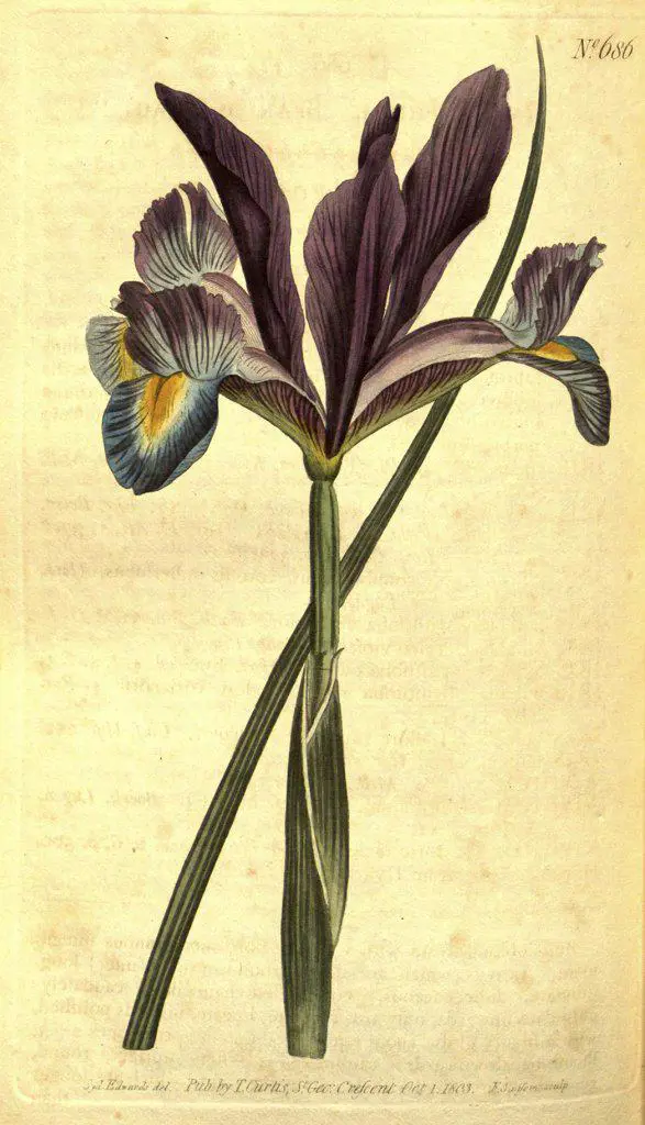 Botanical print by Sydenham Teast Edwards 1768 – 1819, Sydenham Edwards was a natural history illustrator, British, UK, colour lithograph, botanical artist. From the Liszt Masterpieces of Botanical Illustration Collection.