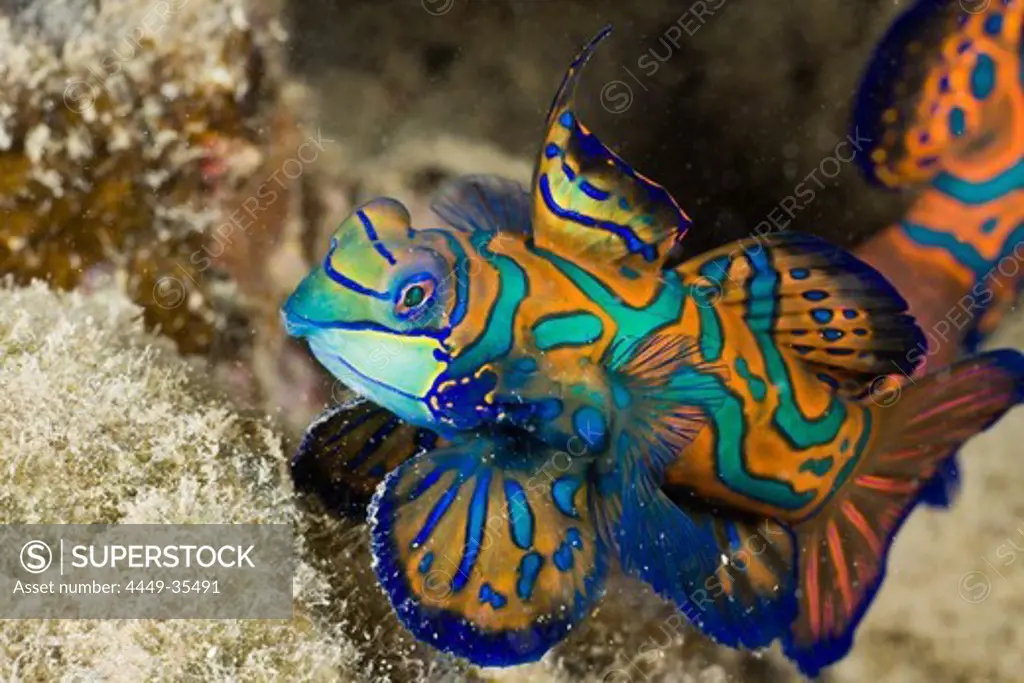 Mandarinfish, Syhchiropus splendidus, Micronesia, Palau