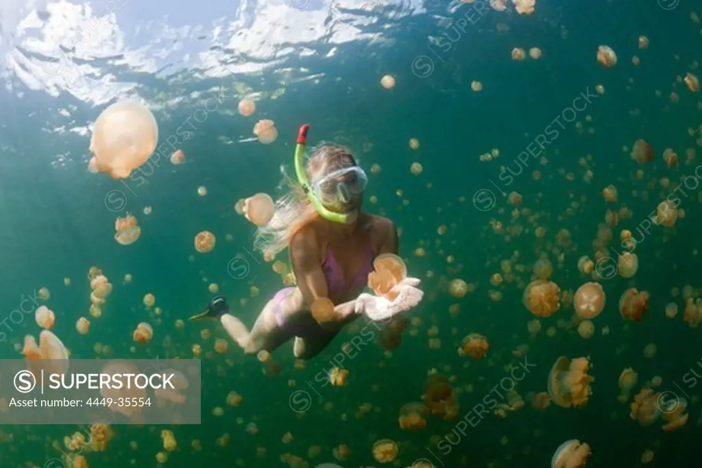 Snorkeling in Jellyfish Lake, Mastigias papua etpisonii, Jellyfish Lake, Micronesia, Palau