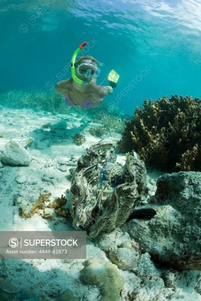 Giant Clam and Diver, Tridacna Squamosa, Micronesia, Palau