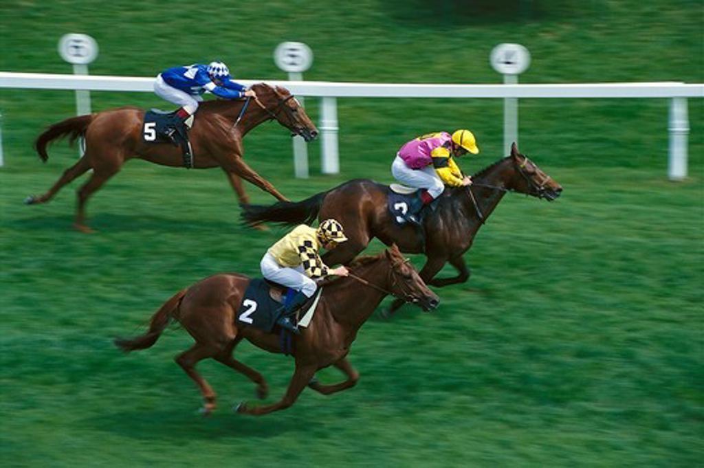 Horses with jockey gallopping, horse race
