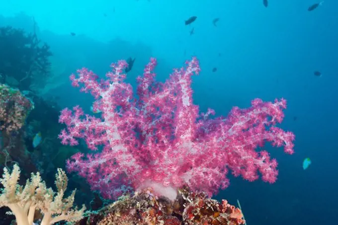 Pink Soft Coral, Dendronephthya, Peleliu Wall, Micronesia, Palau