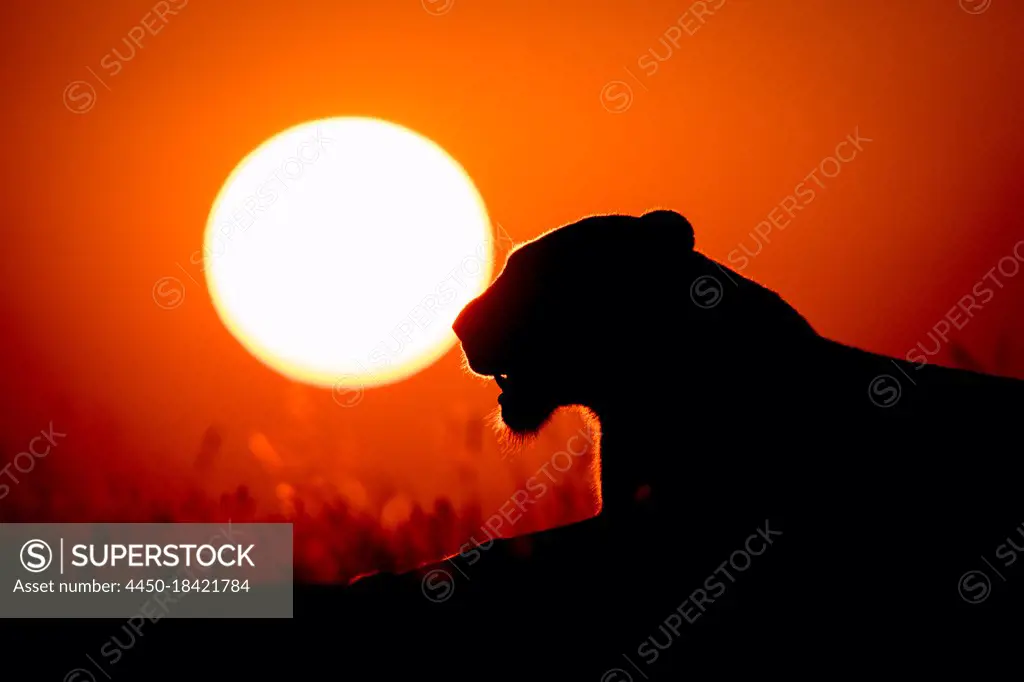 The silhouette of a lioness, Panthera leo, lying down at sunset, yellow sun background