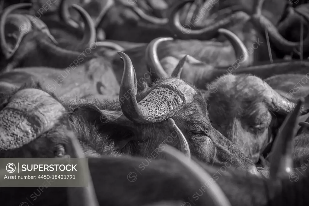 Herd of buffalo, Syncerus caffer,