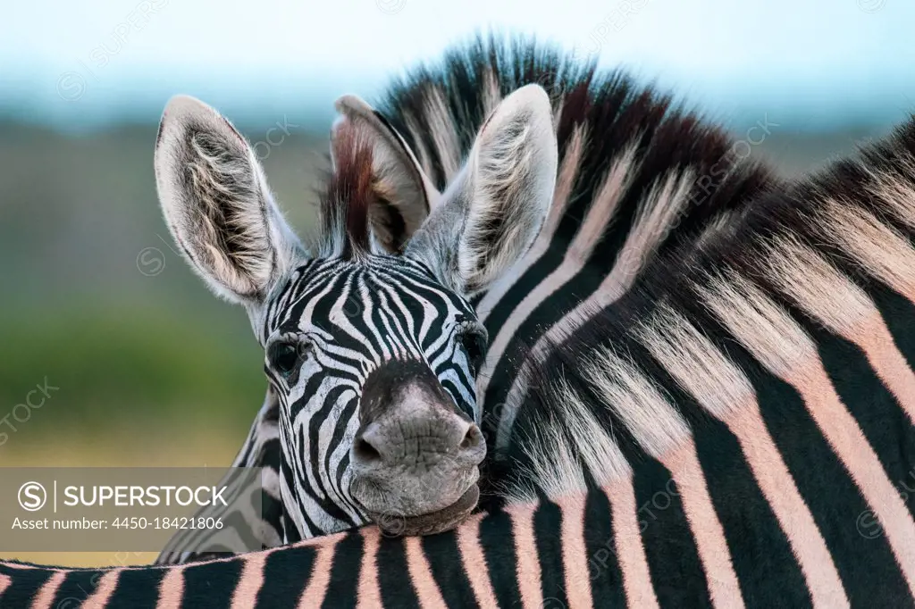 A zebra foal, Equus quagga, rests its head on the back of another zebra