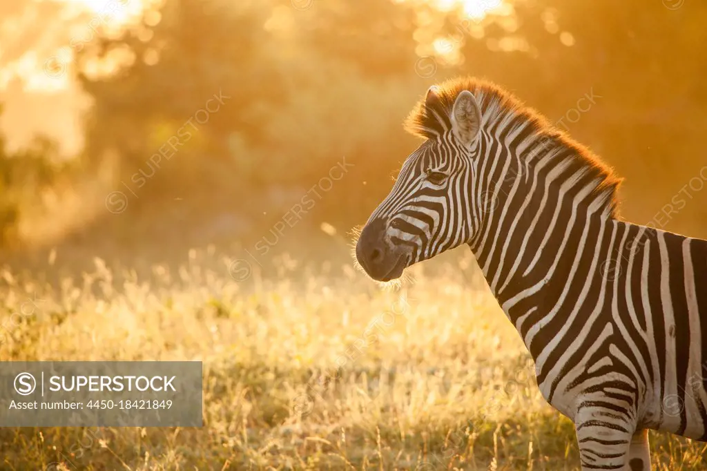 The side profile of zebra, Equus quagga, backlit by golden light