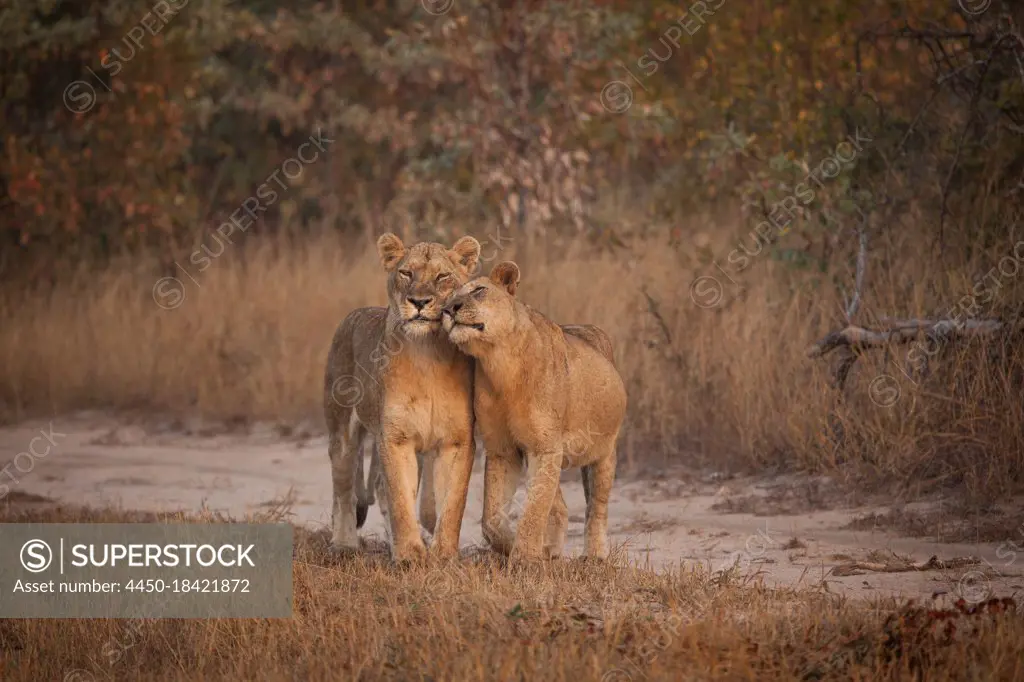 A lioness, Panthera leo, rubs her head against another