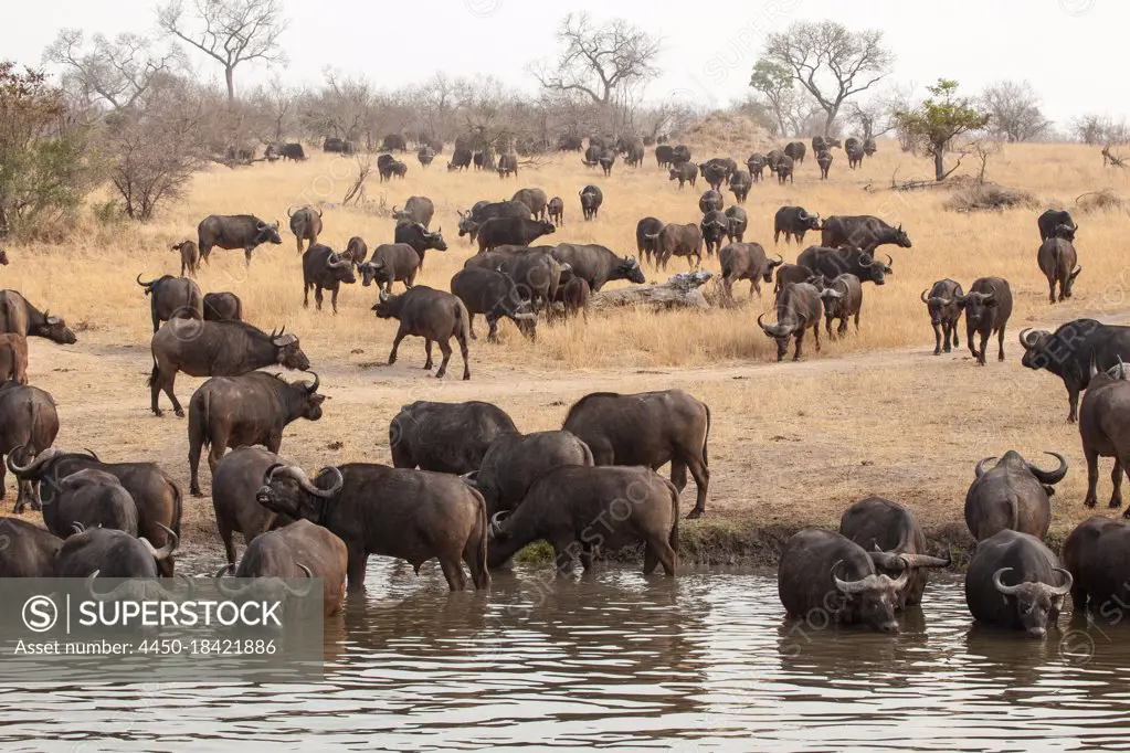 Herd of buffalo, Syncerus caffer, drink and walk to a waterhole