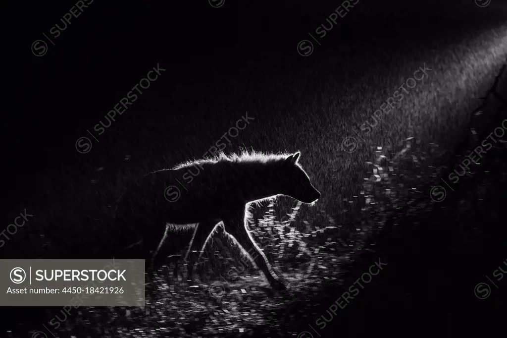 A spotted hyena, Crocuta crocuta, walks in the darkness, backlit by a spotlight