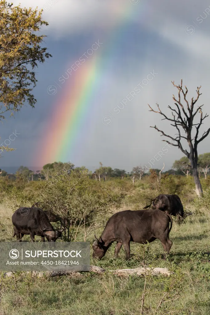 Herd of buffalo, Syncerus caffer, graze on short green grass, rainbow in the sky