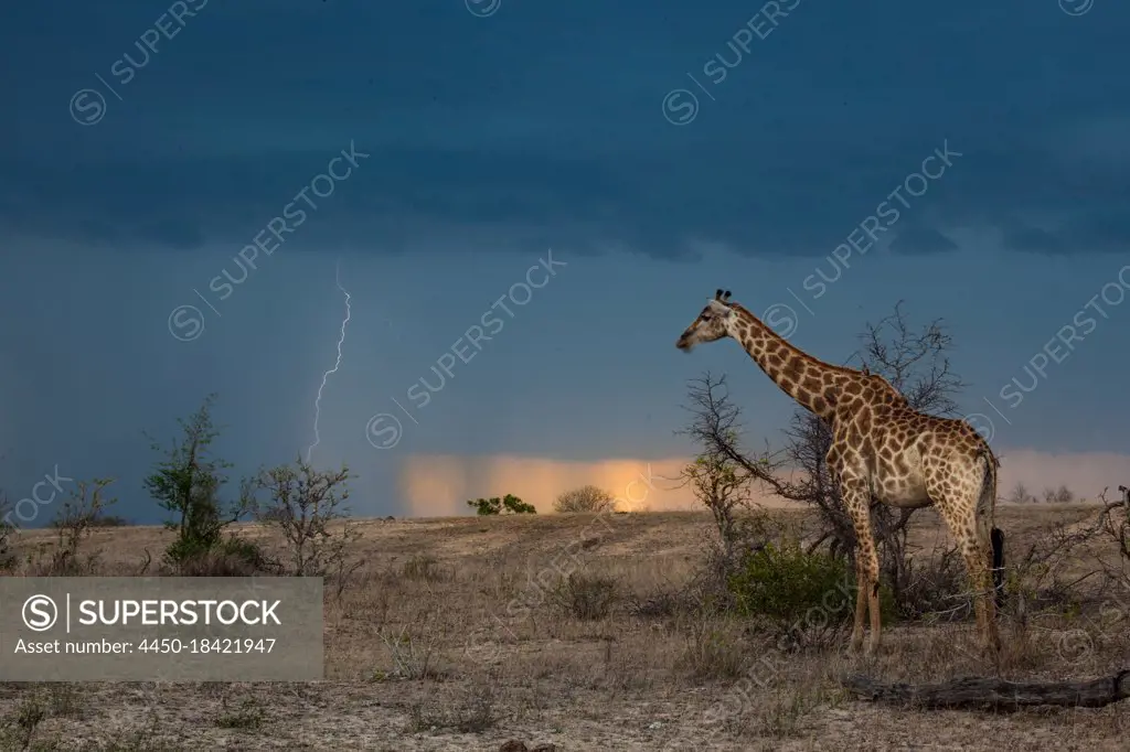 A giraffe, Giraffa camelopardalis giraffa, watches a thunderstorm