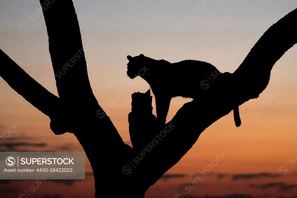 A silhouette of a leopard, Panthera pardus, sitting in a tree during sunset