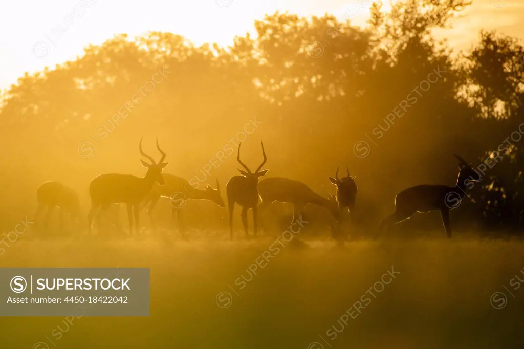 Herd of impala, Aepyceros melampus, at sunset, soft light