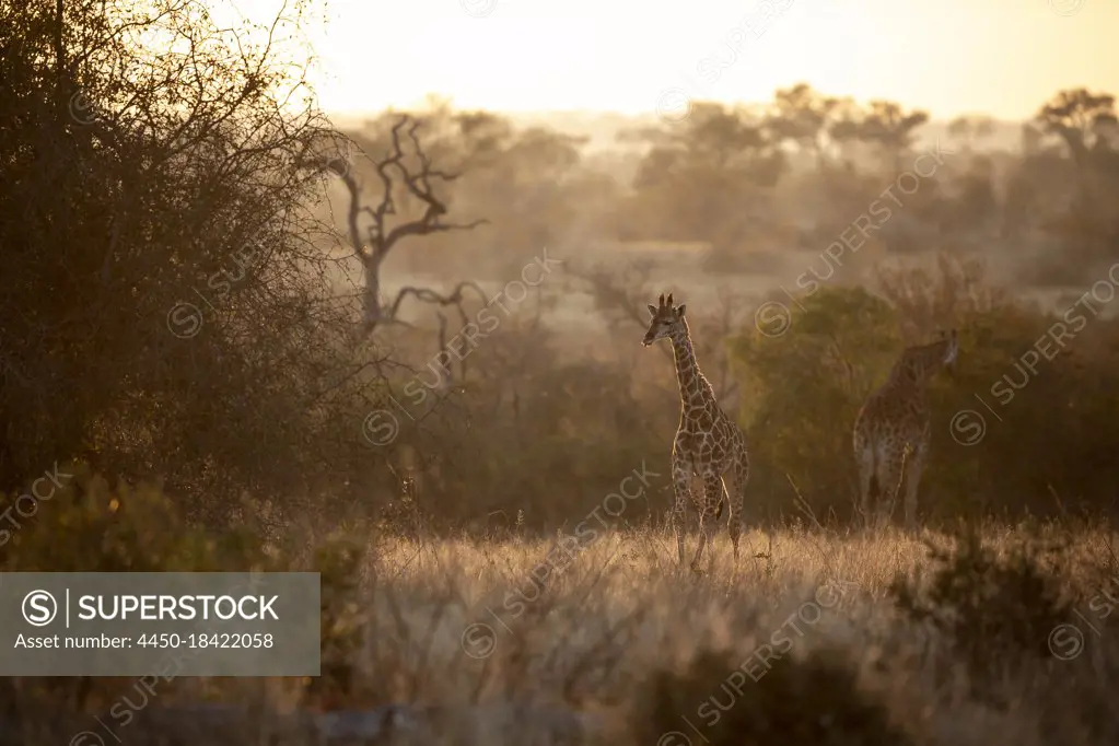 A giraffe calf walks away from its mother at sunset