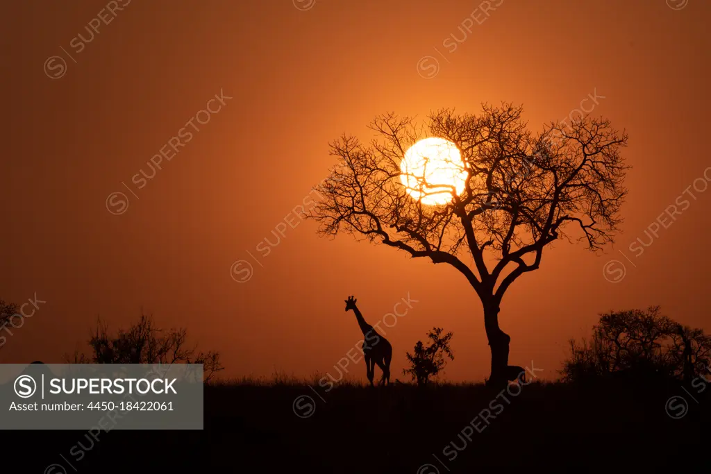 A silhouette of a giraffe at sunset