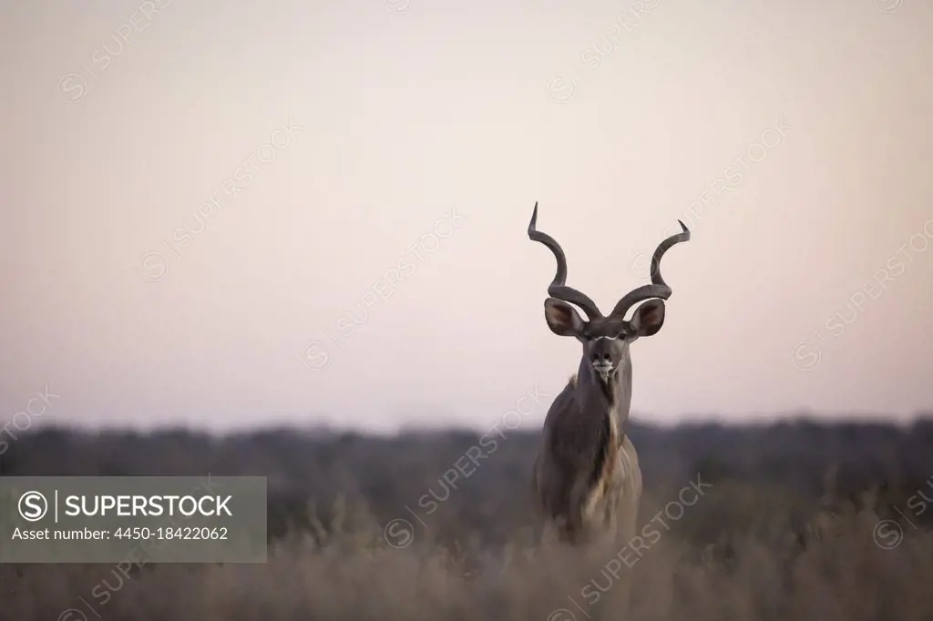 A male kudu, Tragelaphus strepsiceros in grass at sunset